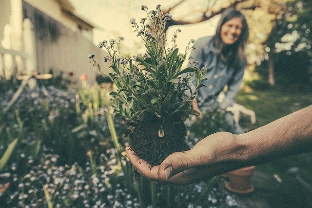 Lire la suite à propos de l’article L’entretien de son jardin : Quels arbustes et plantes planter ?