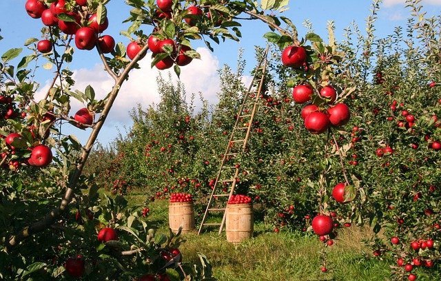 You are currently viewing Les enjeux de l’arrosage d’un jardin potager?