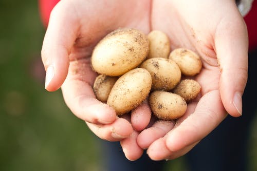Lire la suite à propos de l’article Les pommes de terre : reussir sa recolte