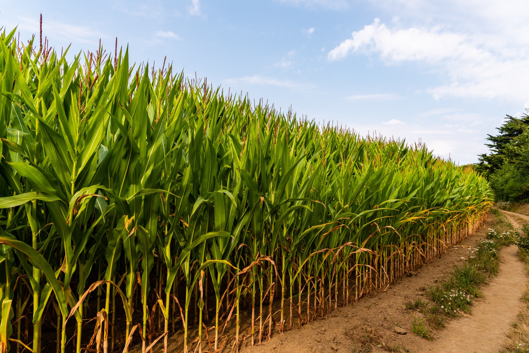 10 conseils pour cultiver du maïs – Comment mieux semer et récolter - LG  Seeds Belgium