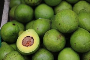 Lire la suite à propos de l’article Cultiver des avocats en France, quelles conditions et quelles varietes d’avocatier