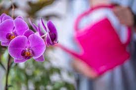 Lire la suite à propos de l’article Conseils pour entretenir l’orchidee, cette fleur gatee