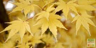 Lire la suite à propos de l’article Les facteurs responsables de l’assèchement des feuilles de votre érable du Japon