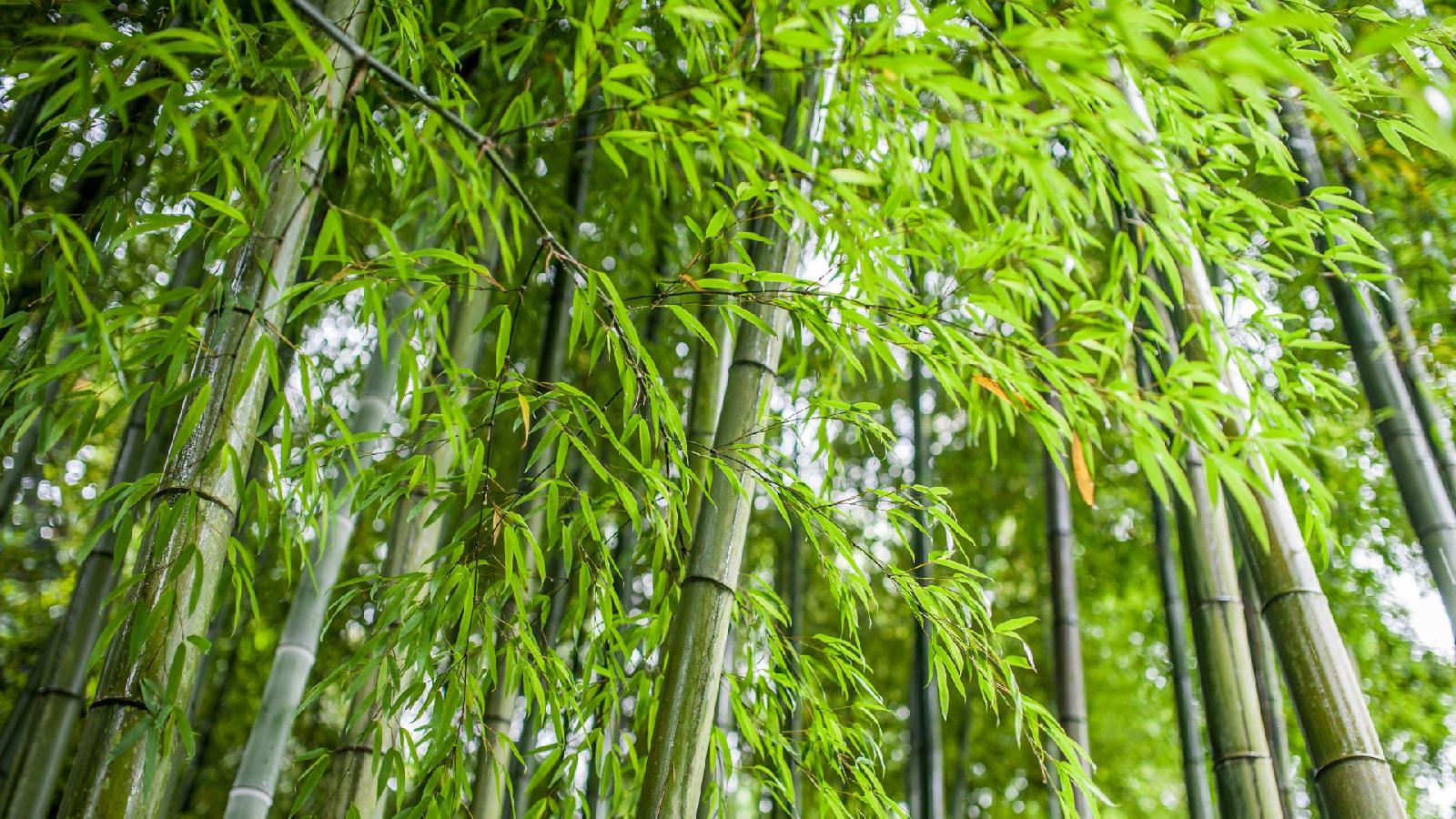 Lire la suite à propos de l’article Créer une haie de bambou dense et occultante sans contrainte